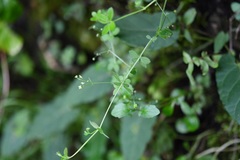 Galium aschenbornii