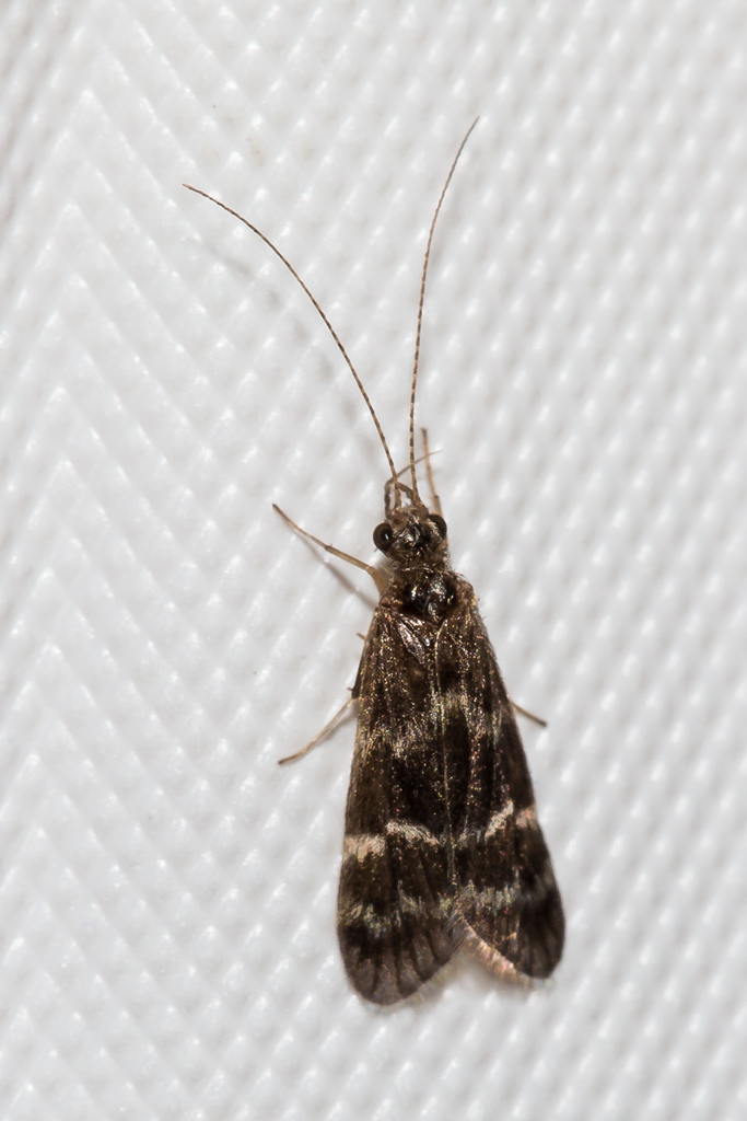 Smicrideinae