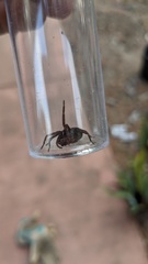 Liocranidae