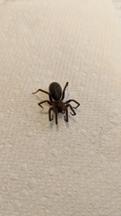 Liocranidae