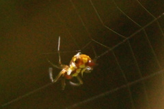 Micrathena funebris
