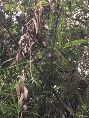 Arundina graminifolia