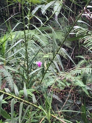 Arundina graminifolia