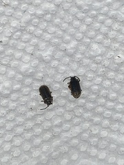 Galerucella nymphaeae