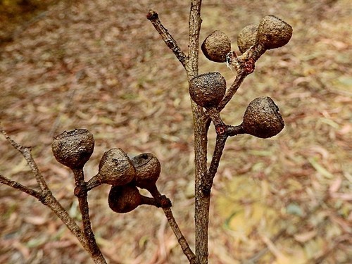 Eucalyptus muelleriana, photograph 6