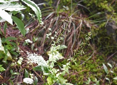 Valeriana chiapensis