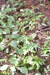 Valeriana chiapensis