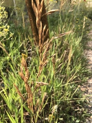 Bromus racemosus