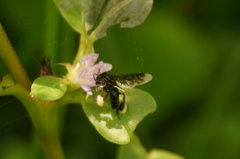 Frieseomelitta nigra