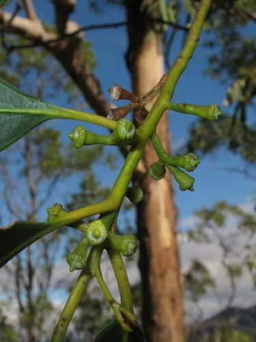Image of Eucalyptus maidenii by (c) Max Campbell, some rights reserved (CC BY)