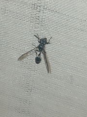 Polybia plebeja