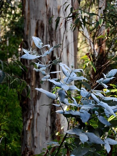 Image of Eucalyptus maidenii by (c) Max Campbell, some rights reserved (CC BY)