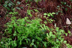 Valeriana chiapensis