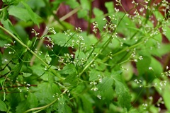 Valeriana chiapensis