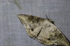 Oxydia peosinata