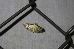 Eulepte concordalis