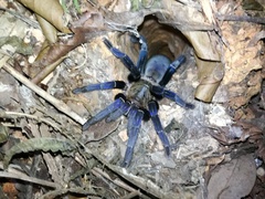 Cyriopagopus lividus