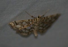 Lygropia rivulalis