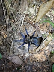 Cyriopagopus lividus