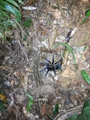 Cyriopagopus lividus