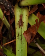 Talitropsis