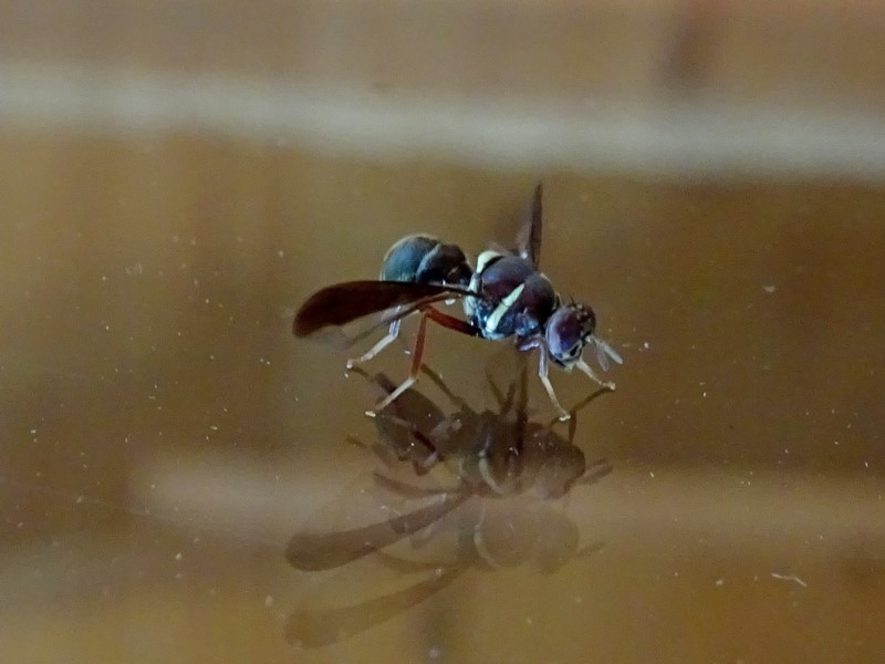 Dacus absonifacies
