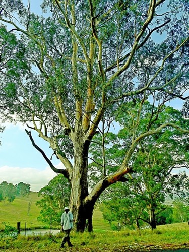 Image of Eucalyptus maidenii by (c) Max Campbell, some rights reserved (CC BY)