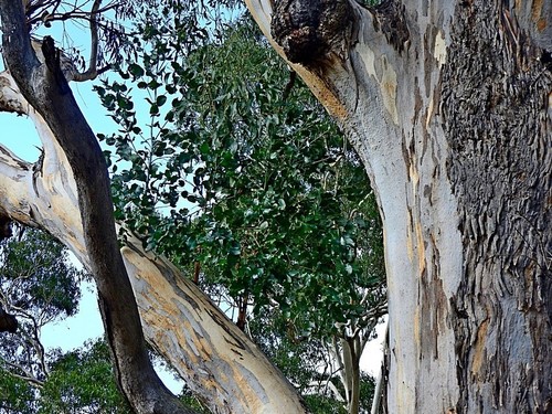 Image of Eucalyptus maidenii by (c) Max Campbell, some rights reserved (CC BY)
