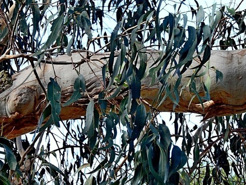 Image of Eucalyptus maidenii by (c) Max Campbell, some rights reserved (CC BY)