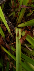 Talitropsis