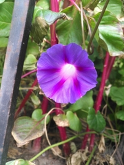 Ipomoea purpurea