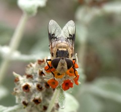 Copestylum apiciferum