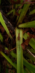 Talitropsis