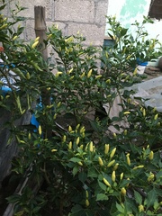 Capsicum frutescens