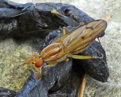 Tetanocera plebeja
