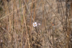 Symphyotrichum moranense