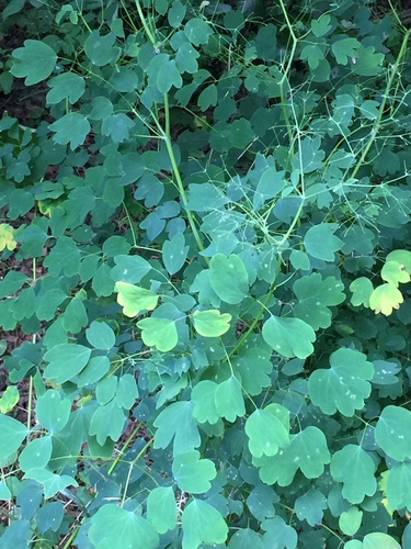 maid of the mist (Thalictrum coriaceum)