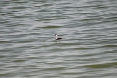 Aechmophorus occidentalis