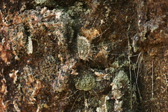 Liphistius nesioticus