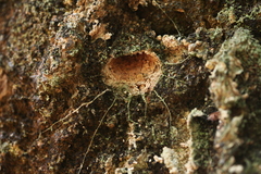 Liphistius nesioticus