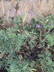 Lupinus rivularis
