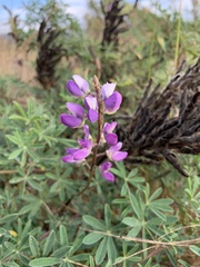 Lupinus rivularis