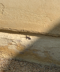 Sceloporus occidentalis longipes