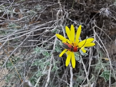 Crossidius discoideus