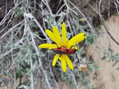 Crossidius discoideus