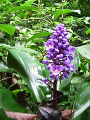 Dichorisandra procera