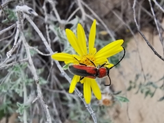 Crossidius discoideus