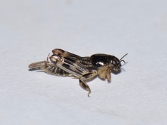 Neotridactylus