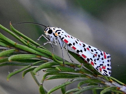 Heliotrope Moth photo 3