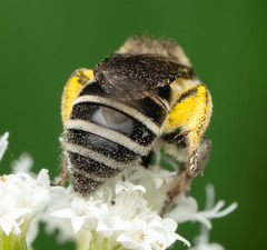 Colletes compactus compactus
